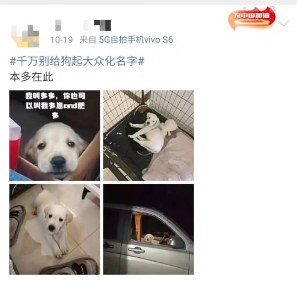 寵物店崩潰日常：太多“多多”了，你是哪家的多多