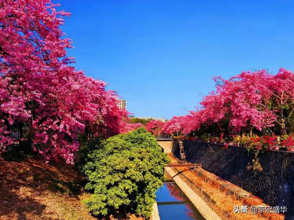 廣東大冬天路邊怒放的花，太美了！忍不住停下腳步觀賞