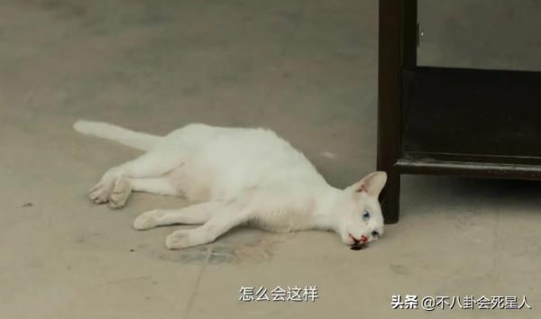 於正新劇虐貓事件進展!群演曝貓真正死因,澄清作假後劇方仍沉默 於正新劇虐貓事件進展!群演曝貓真正死因,澄清作假後劇方仍沉默