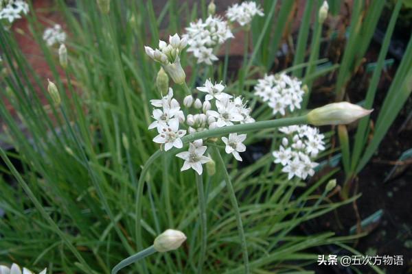 漫談起源於中國的蔬菜