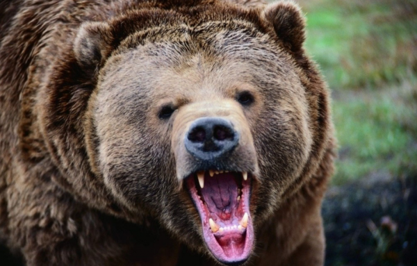 這種魚出生時還沒蝦米大，同類殘食，勝利者即為“海洋霸主”