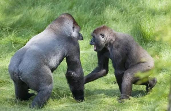 大猩猩暴怒摔死幼仔引仇怨，面對人類槍口死前能否獲愛人原諒？