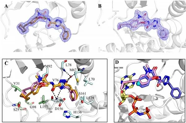 科研人員設計“變構+競爭”雙重作用模式高選擇性RIPK1抑制劑