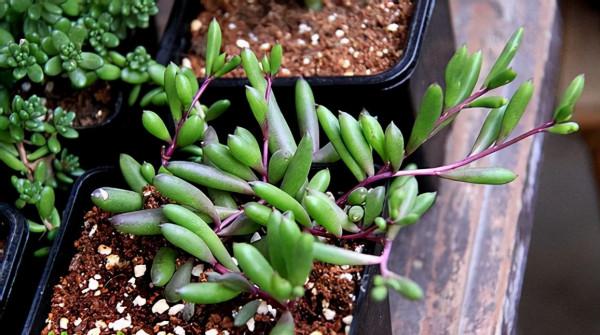 &OpenCurlyDoubleQuote;懶人&rdquo;就養這10種花，一個月不澆水也死不了，多曬少管更健壯