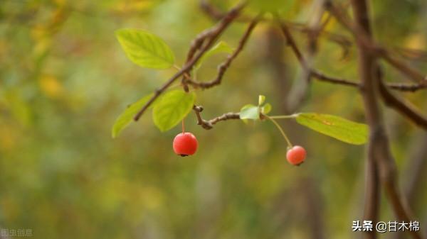 帶你回味童年吃過的46種野果子，記憶中的味道你還記得嗎？