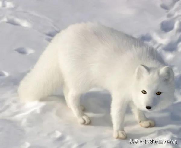 藍眸白狐國家一級保護動物