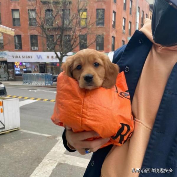 包包中的小可愛們!為了帶上狗狗,主人也是拼了 包包中的小可愛們!為了帶上狗狗,主人也是拼了