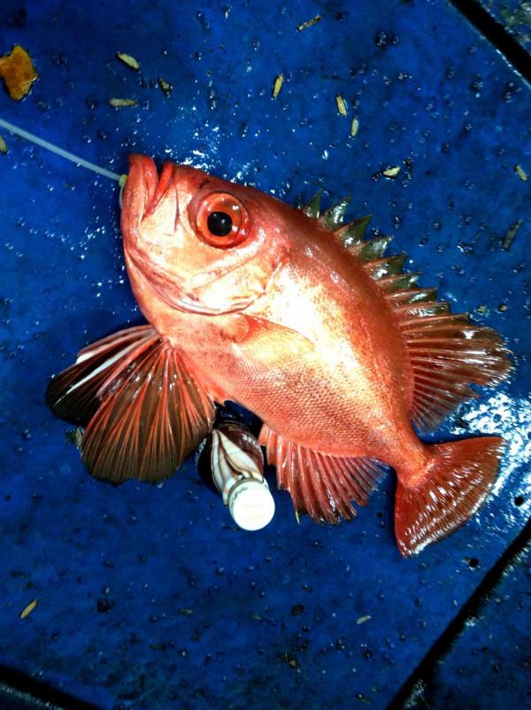 船行到哪就釣到哪——腳踏赤道釣紅魚