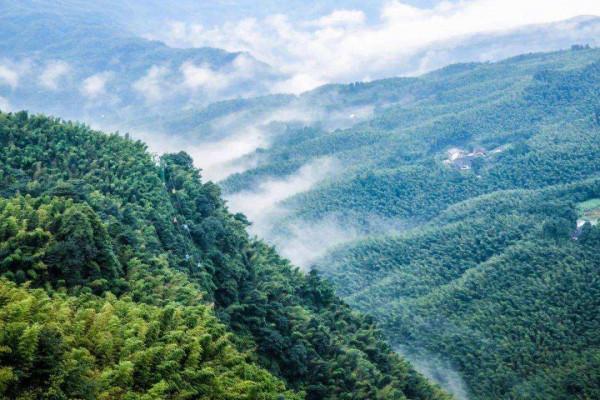 竹文化旅遊前景如何？