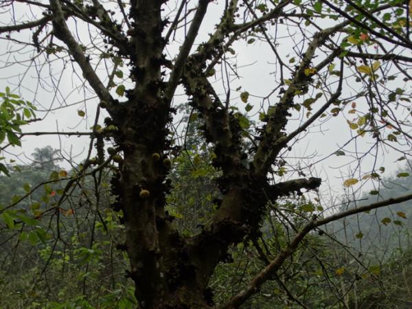 廣西美景慕名遊之十（2019.1）