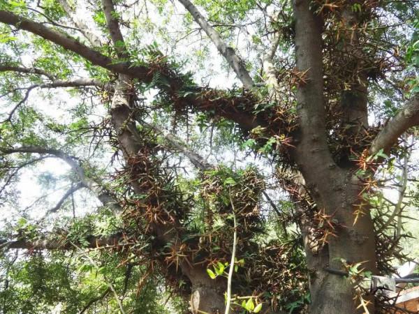 “天釘”，刺越大越值錢，50元一斤，如今卻很少見此樹