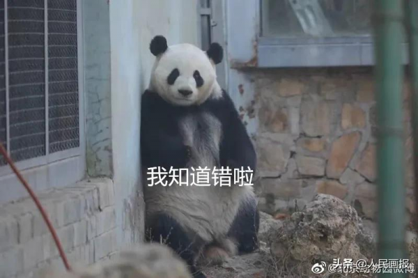 太可愛了吧！《人民畫報》裡的大熊貓檔案