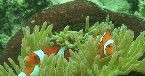 海蜘蛛用5億年親身證明一個道理：“只要足夠廢物，就沒天敵”