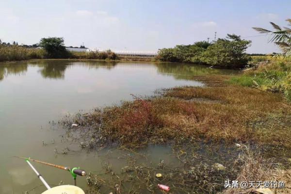 春釣鯽魚如同“趕場”,記住3個變化規律,什麼水面都能爆護 春釣鯽魚如同“趕場”,記住3個變化規律,什麼水面都能爆護