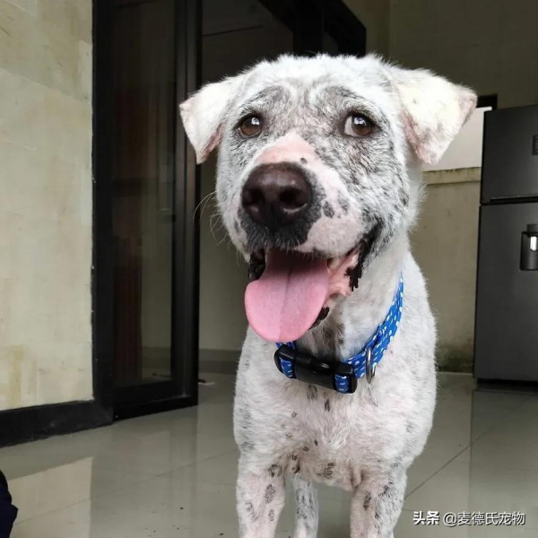 撿到一個禿毛流浪狗,才3個多月,它就變超甜大白... 撿到一個禿毛流浪狗,才3個多月,它就變超甜大白...