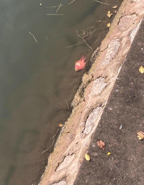 海南河道衝來許多“腫頭魚”,有人釣了許多,網友:長得屬實噁心 海南河道衝來許多“腫頭魚”,有人釣了許多,網友:長得屬實噁心