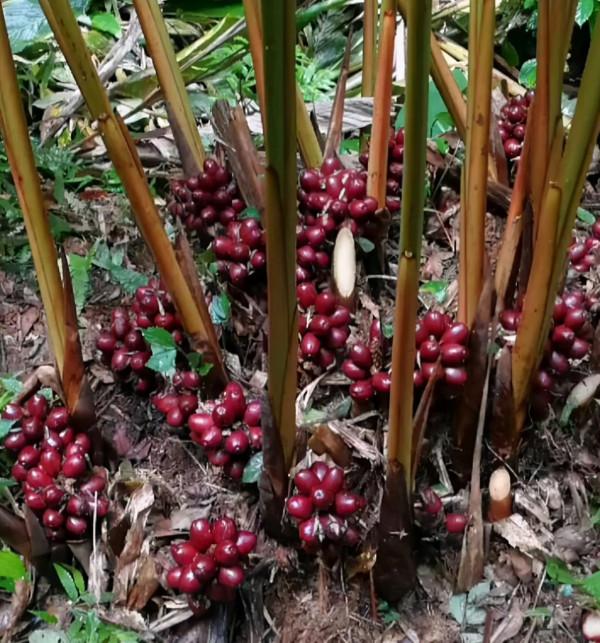 農村五種不生蟲“懶人蔬菜”，簡單易種，種一茬連續吃幾年多好