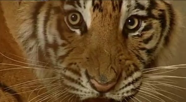 動物園裡一對獅虎情投意合，講述獅虎愛情故事，結果如何？