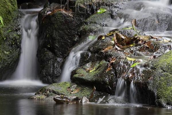 世界上最大的青蛙有多大？體重6斤多，蝌蚪像鵝蛋般大，還會築巢