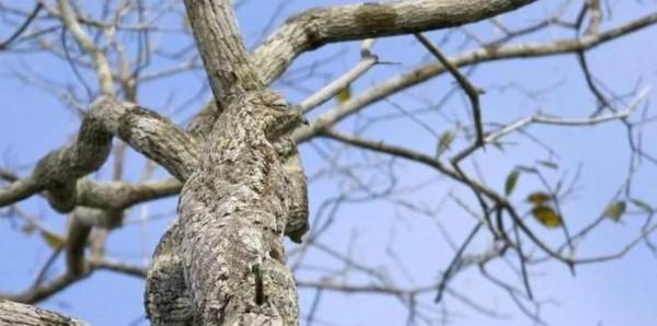 動物界的偽裝高手，不看不知道，一看嚇一跳