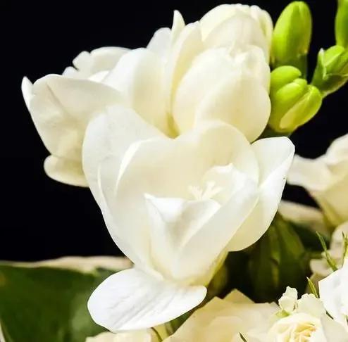 百花齊放的屍魂界,說說《死神》漫畫中以“植物”來命名的斬魄刀 百花齊放的屍魂界,說說《死神》漫畫中以“植物”來命名的斬魄刀