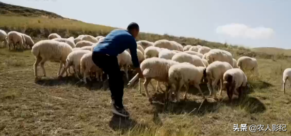 甘肅小夥進山放羊，養羊三年賠三年，屢敗屢戰年收入1000多萬元