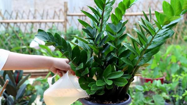 5種花“太貪吃”，不施肥，不換盆，很難養好