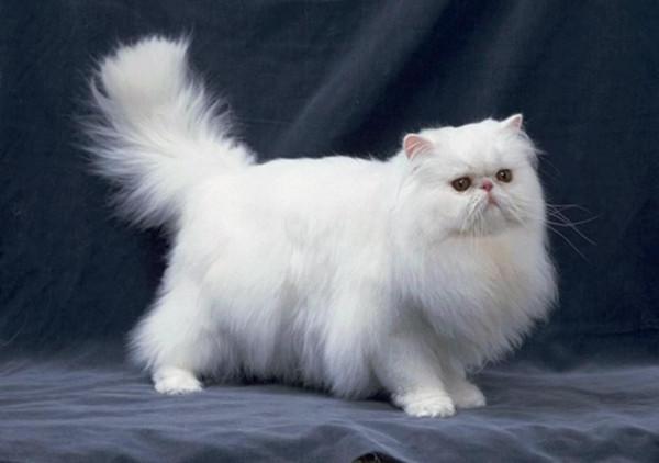 貓咪品種介紹大全！我們應該怎麼選擇適合自己的貓咪？