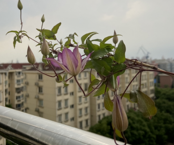 陽臺盆栽養花選這4樣，便宜好活，開花又香又美，時間又長