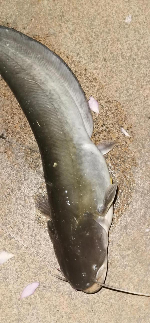 4月8日，守大貨成功