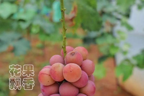 為什麼大家喜歡跳新品種的坑? 為什麼大家喜歡跳新品種的坑?