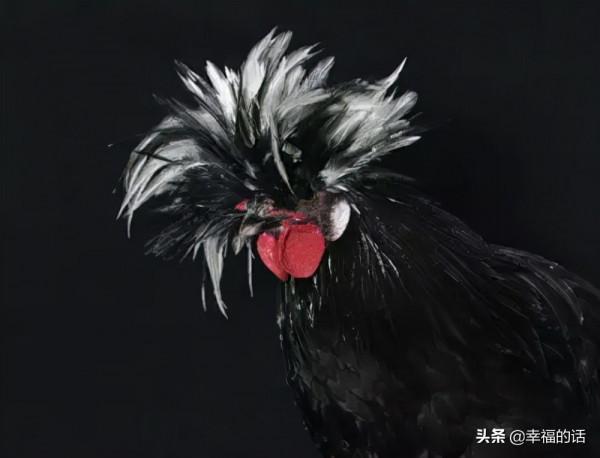 比孔雀還漂亮的雞！大開眼界