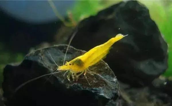 蝦田72雜魚之五中華米蝦，30塊錢一斤的米蝦，你有錢也難買到