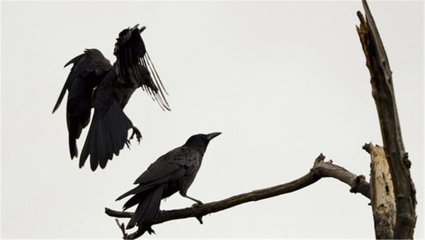 烏鴉死後，為什麼周圍會聚集一群活著的烏鴉？難道烏鴉也辦葬禮？