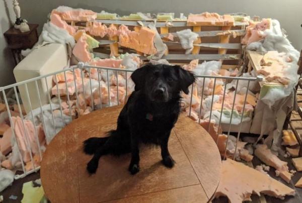 那些擁有太陽般氣質的動物們,看它們一眼就能讓你開心一整天 那些擁有太陽般氣質的動物們,看它們一眼就能讓你開心一整天