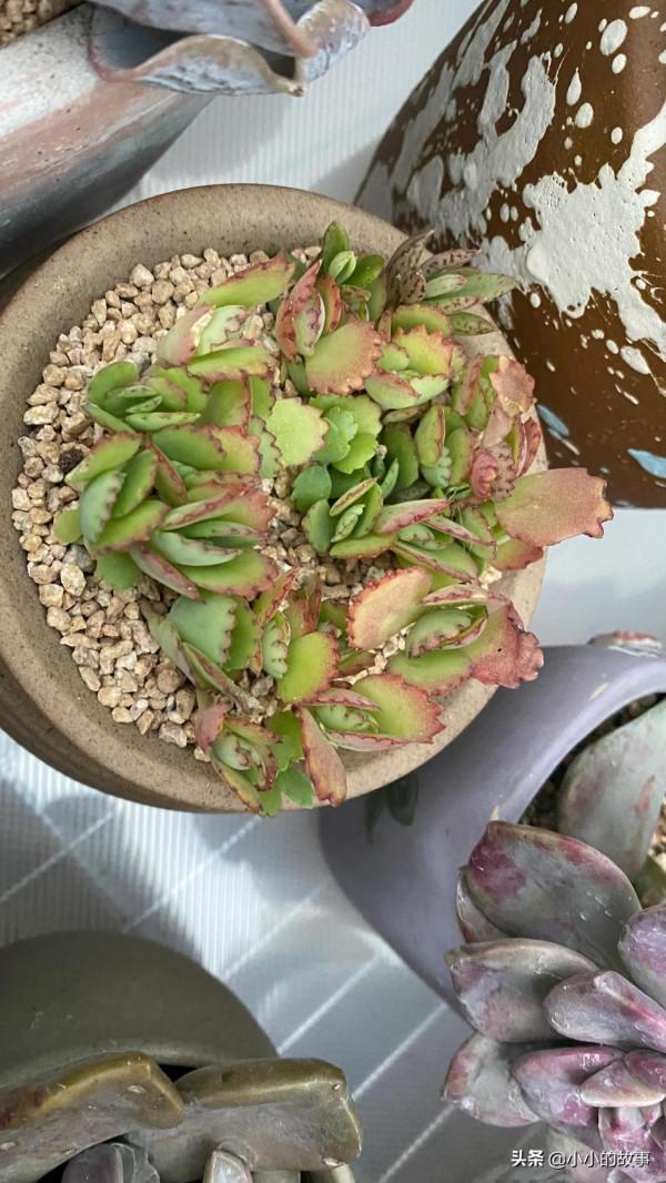 入冬的多肉 入冬的多肉