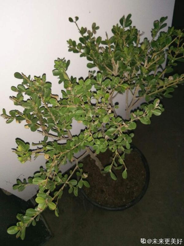 1種“天然矮”的植物,無需矮化,打造天然的瓜子黃楊盆景 1種“天然矮”的植物,無需矮化,打造天然的瓜子黃楊盆景