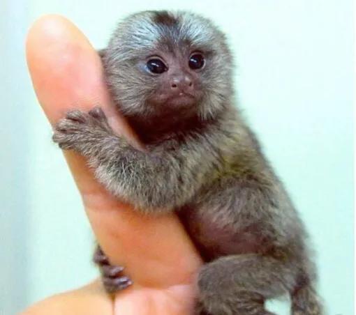 世界上最小的靈長類動物,體長僅14-16釐米 世界上最小的靈長類動物,體長僅14-16釐米