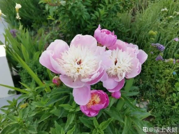 注意，芍藥一年種一次，晚了全年不開花