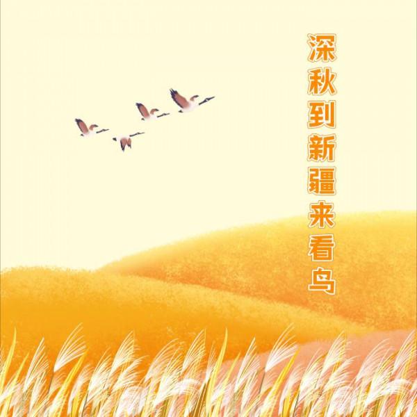 深秋到新疆來看鳥