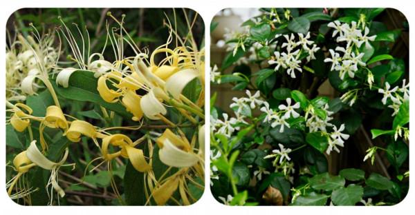 100種常見植物圖鑑,出門識花不再難,適合給小孩子做科普範文 100種常見植物圖鑑,出門識花不再難,適合給小孩子做科普範文