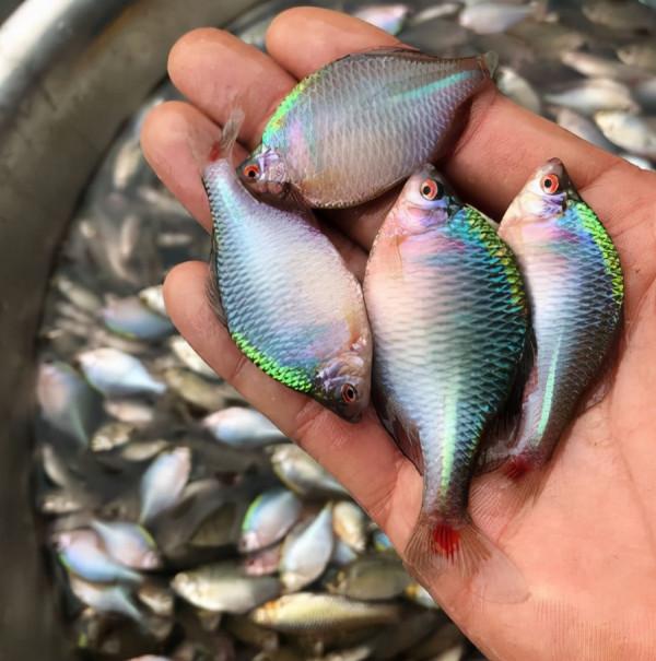 此魚長不大，繁殖離不開河蚌，曾因味苦而被嫌棄，如今10元一條