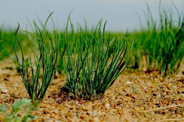 尋味天下第一雄關——嘉峪關當地的5大美食，好吃到讓你懷疑人生