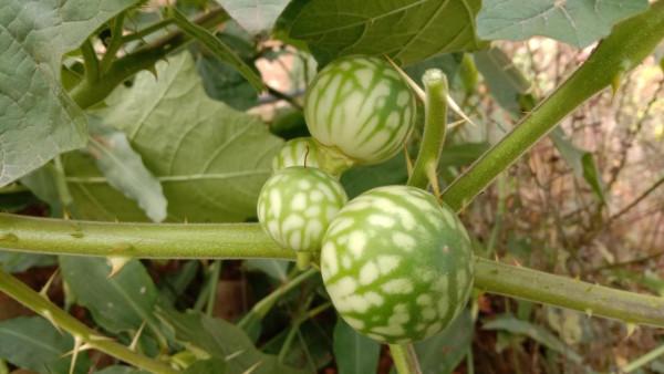 刺天茄農民見到就鋤除，用根煮水泡腳散瘀消腫，果子卻不能吃