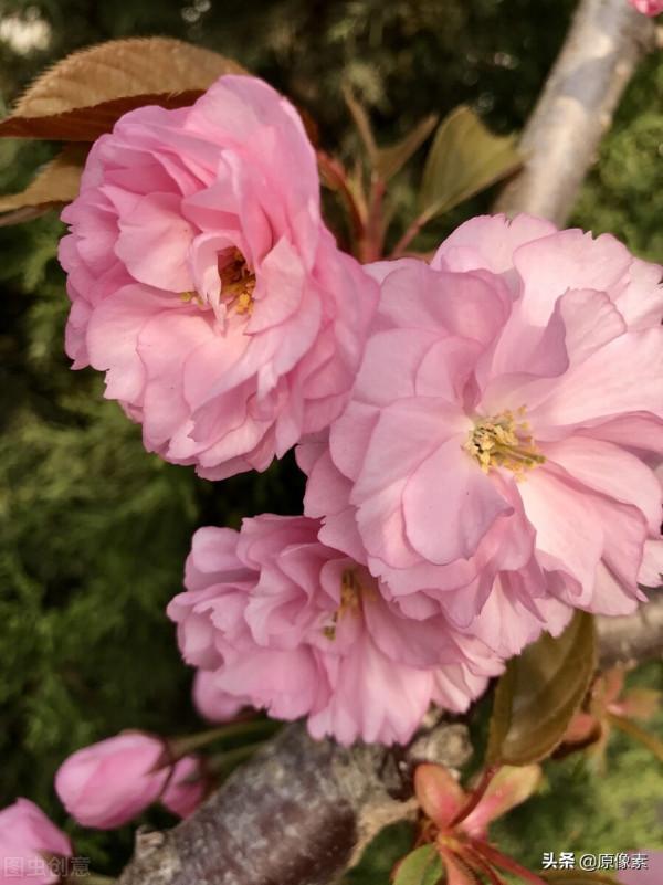 純潔、決絕，櫻花之關山櫻