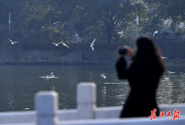 紅嘴鷗翔集東湖