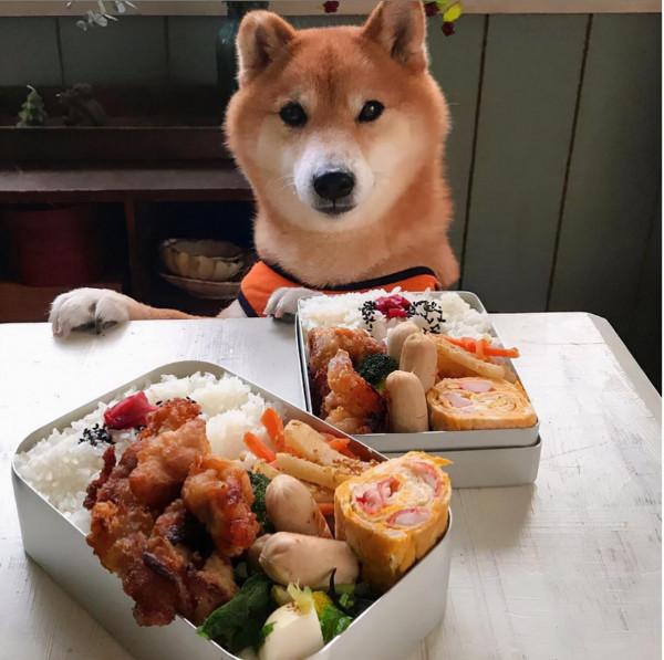 看完這位日本網友的萌寵曬照:一人一柴三餐四季,被生活治癒了 看完這位日本網友的萌寵曬照:一人一柴三餐四季,被生活治癒了