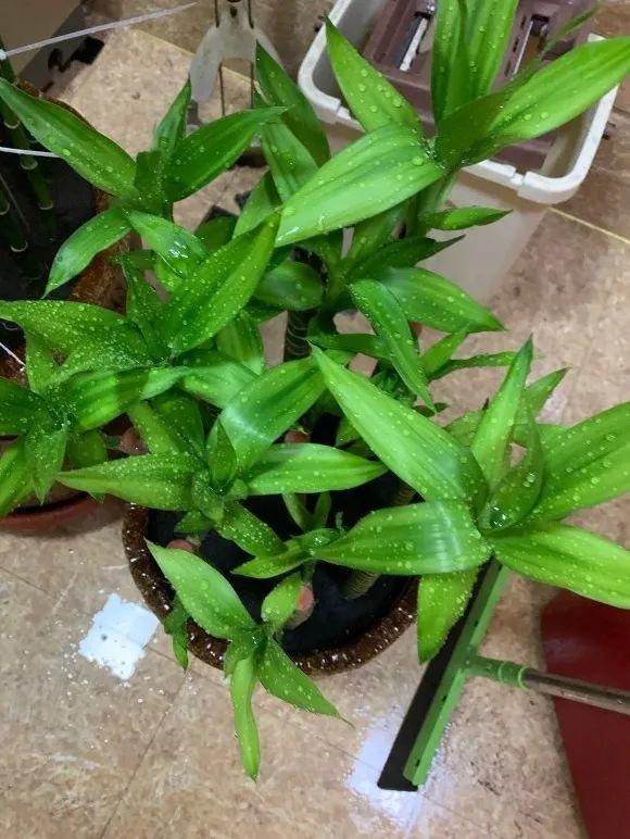 7種“吉利花”,家裡養一盆,順順當當又漂亮,養人又旺家 7種“吉利花”,家裡養一盆,順順當當又漂亮,養人又旺家