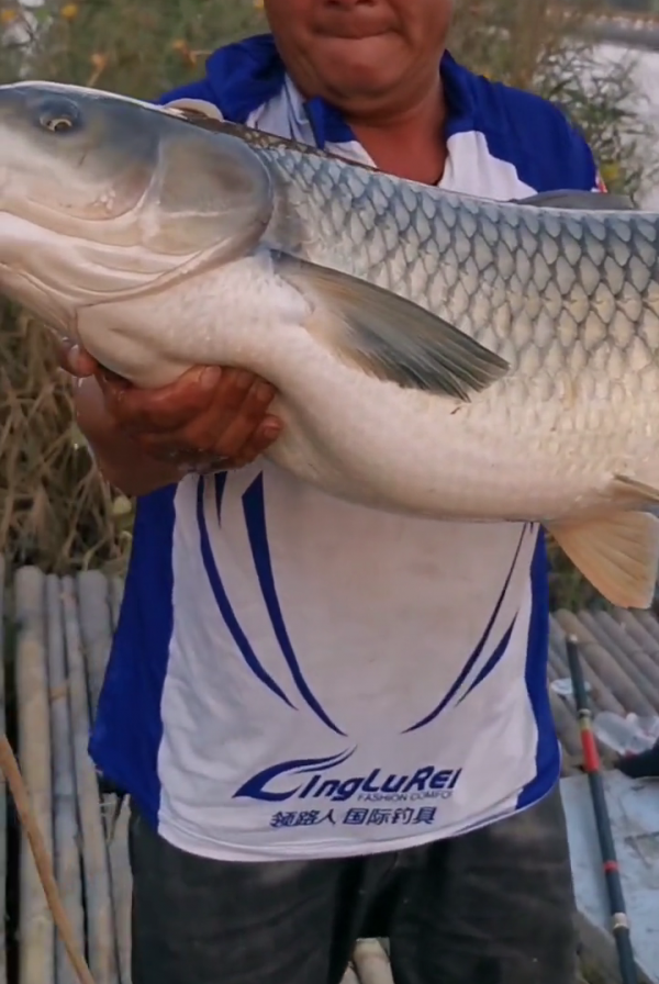 山東釣魚人野河釣起“草魚王”，1米多長，釣魚人：像頭小肥豬