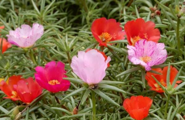 8種漂亮的花,到了秋天別忘採種子,來年繼續播種 8種漂亮的花,到了秋天別忘採種子,來年繼續播種